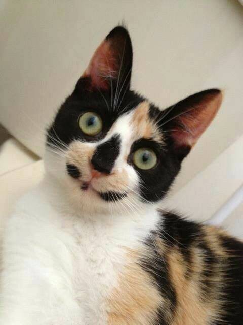 Những con boss có bộ lông mặt siêu hài và siêu dị, đẹp tự nhiên không cần dao kéo